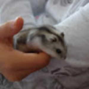 Meet your Posher, Noemi